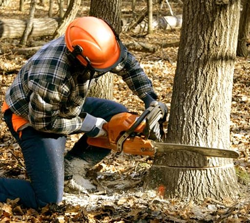 Tree Removal in Cascilla, MS